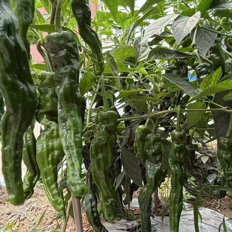 黑亮之星高端早中熟大果邹皮椒种子一代杂交转黑快亮度高皮薄