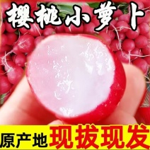 【实力商家】产地直发【质量优选】诚实守信【对接超市】量大