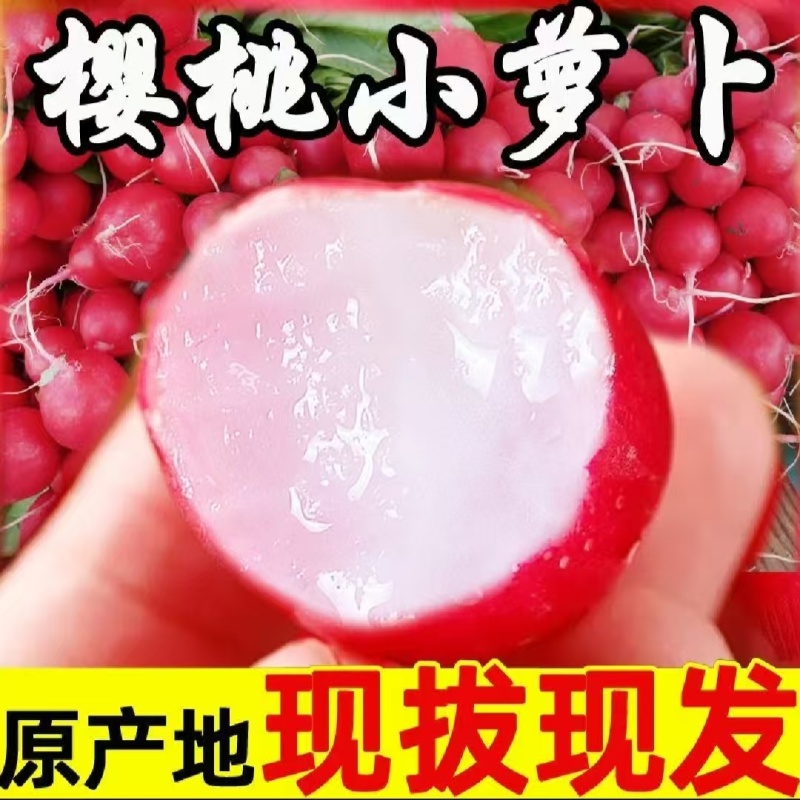 【平台力推】产地直供【诚信经营】质量上乘【对接超市】萝卜