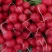 【平台力推】产地直供【诚信经营】质量上乘【对接超市】萝卜