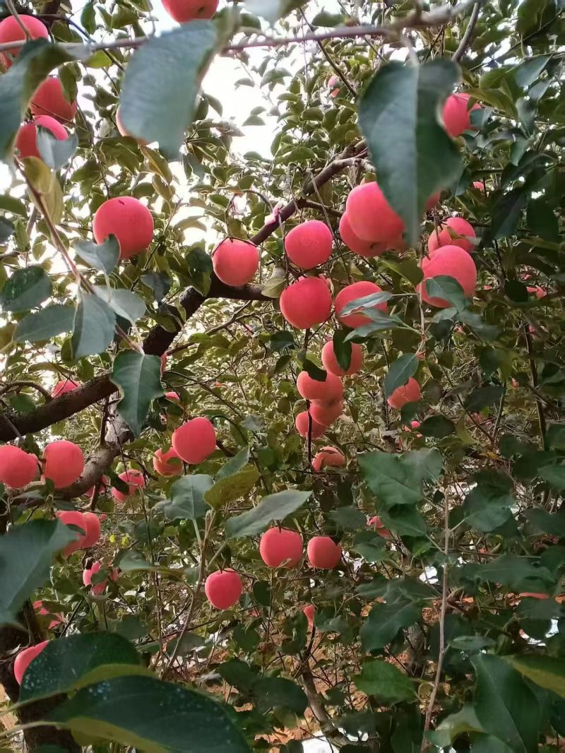 山东栖霞苹果