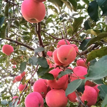 山东栖霞苹果