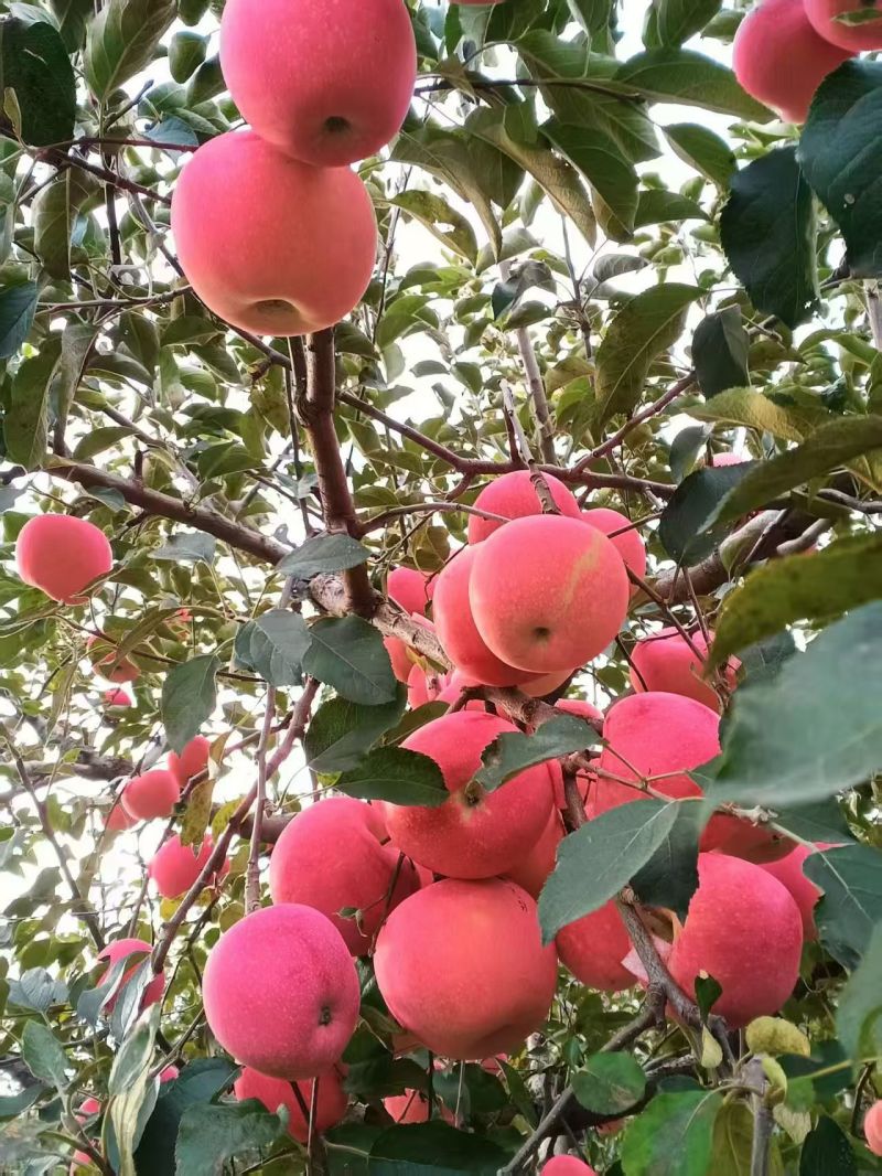 山东栖霞苹果
