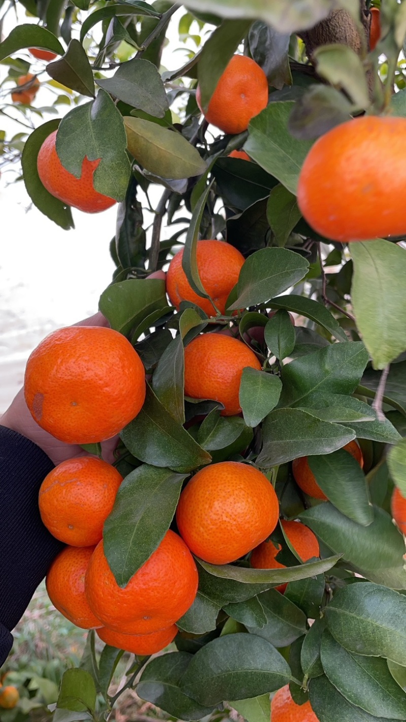 砂糖橘马上大量上市了，欢迎广大电商，老板前来咨询