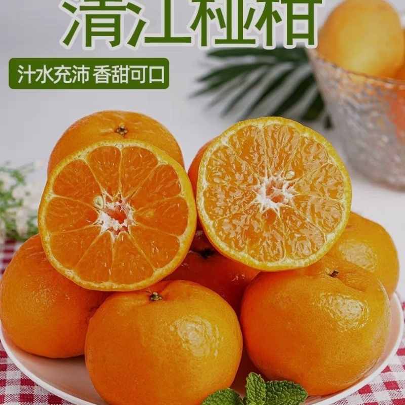 湖北宜昌渔峡口岩松坪个椪柑