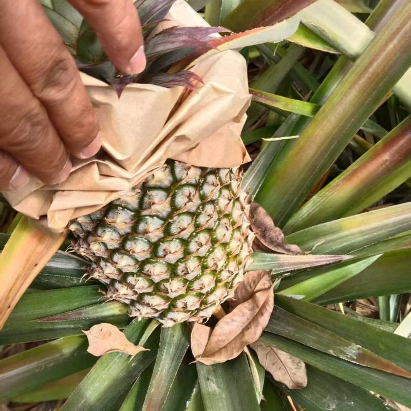 金钻凤梨海南菠萝香水菠萝产地直发全国发货