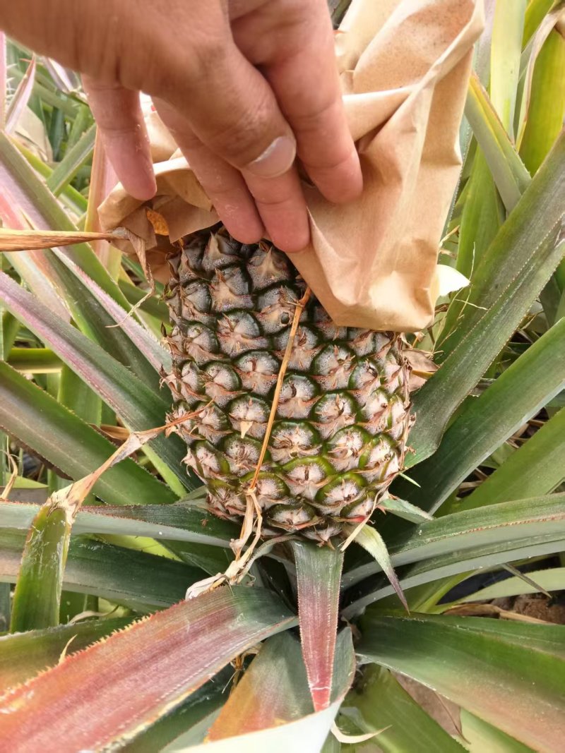 金钻凤梨海南菠萝香水菠萝产地直发全国发货