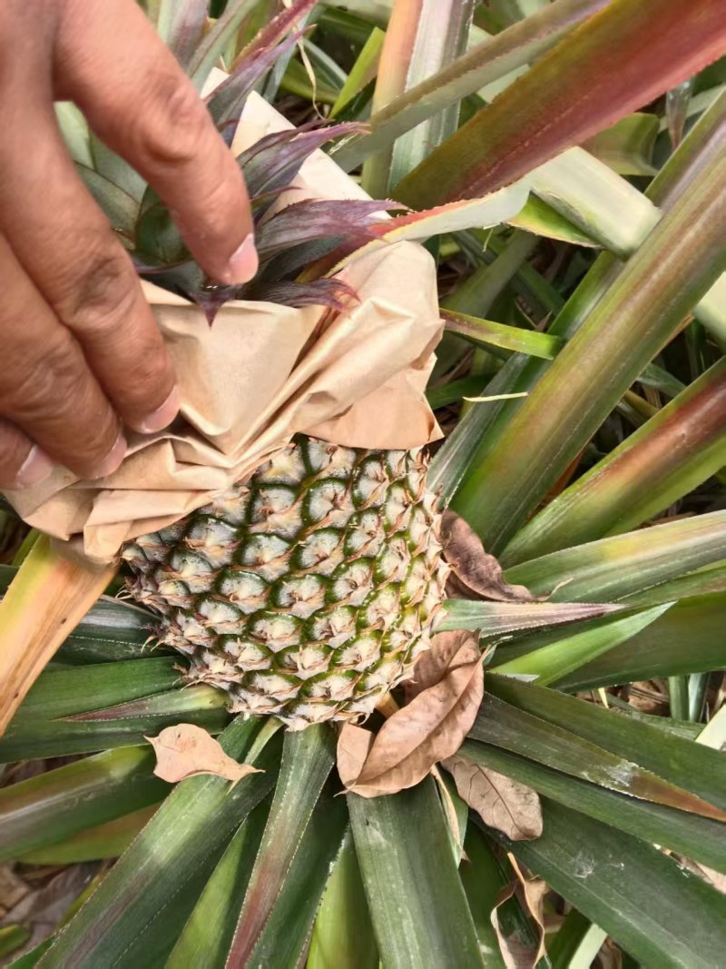金钻凤梨海南菠萝香水菠萝产地直发全国发货
