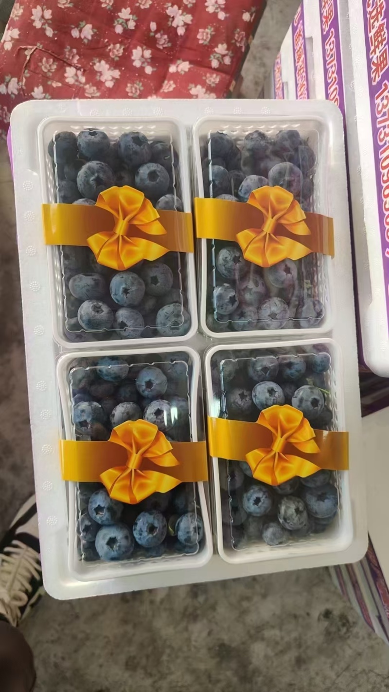 山东日照莒县蓝莓产地大量上市，品种齐全，市场自由交易