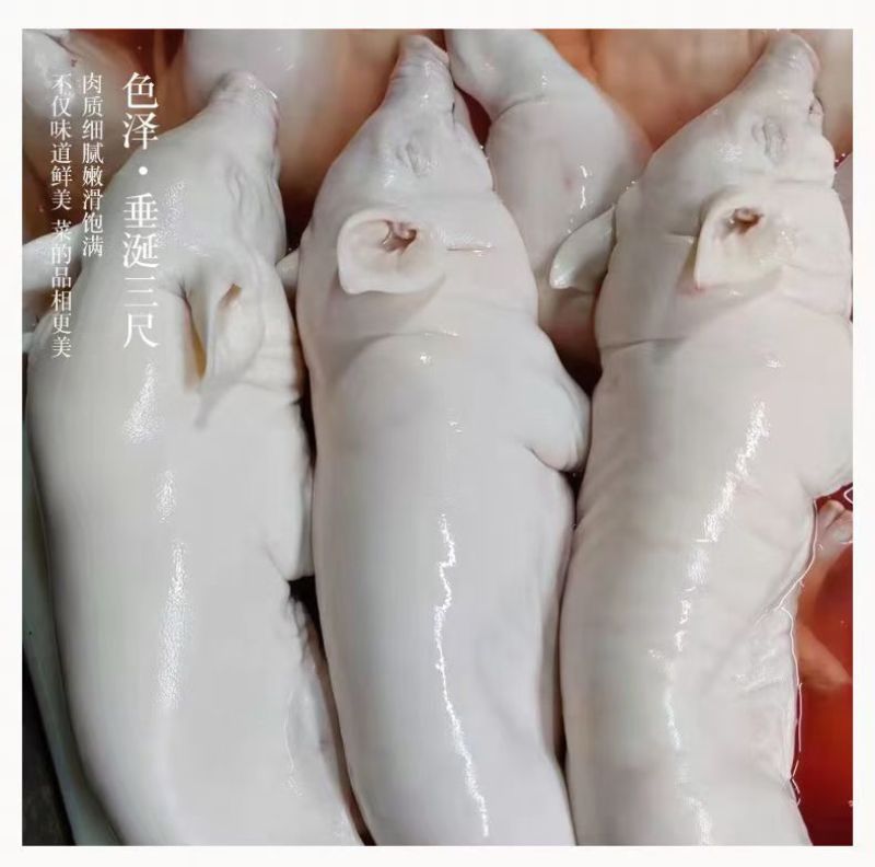 乳猪，小奶猪，娃娃猪，红烧乳猪，碳烤乳猪，
