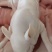 乳猪，小奶猪，娃娃猪，红烧乳猪，碳烤乳猪，