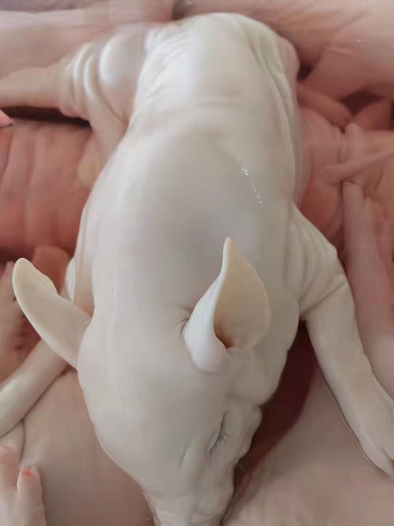 乳猪，小奶猪，娃娃猪，红烧乳猪，碳烤乳猪，