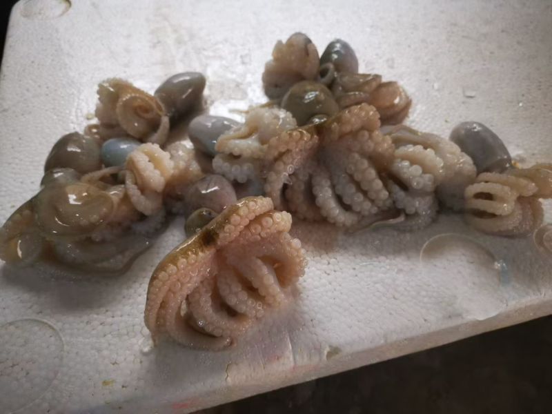 八爪鱼，生冻八爪鱼原料，熟制八爪鱼，香辣八爪鱼秘制小章鱼
