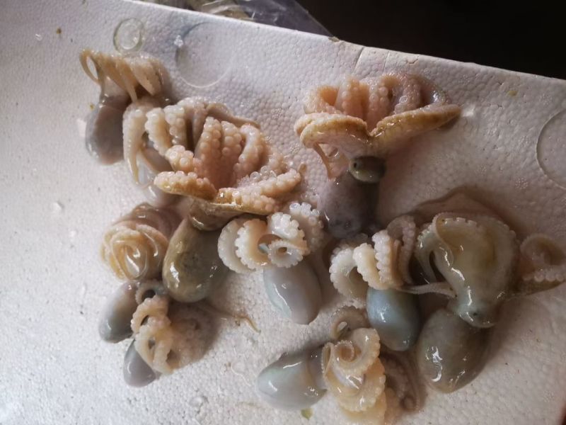 八爪鱼，生冻八爪鱼原料，熟制八爪鱼，香辣八爪鱼秘制小章鱼