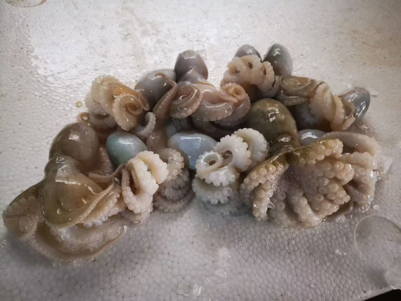 八爪鱼，生冻八爪鱼原料，熟制八爪鱼，香辣八爪鱼秘制小章鱼