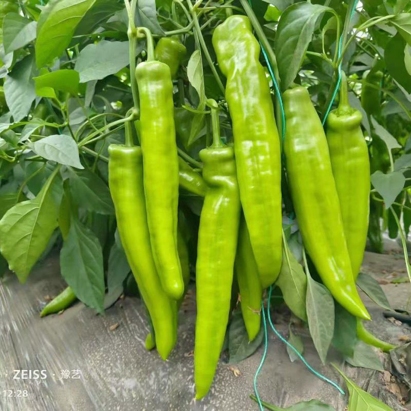 黄皮椒，尖椒，螺丝椒，泡椒，线椒等，保质保量，货源充足