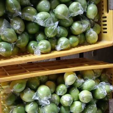 青枣