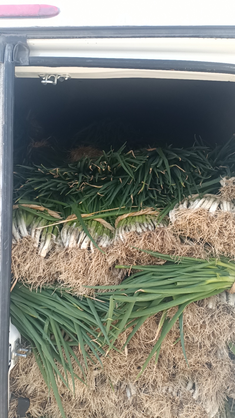 王家坝大葱分葱