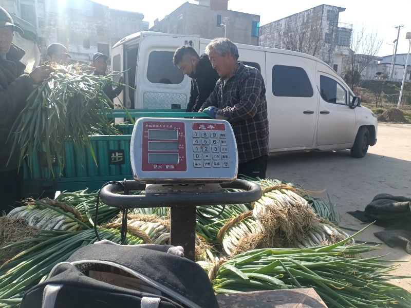 王家坝大葱分葱