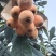 四川米易枇杷早钟