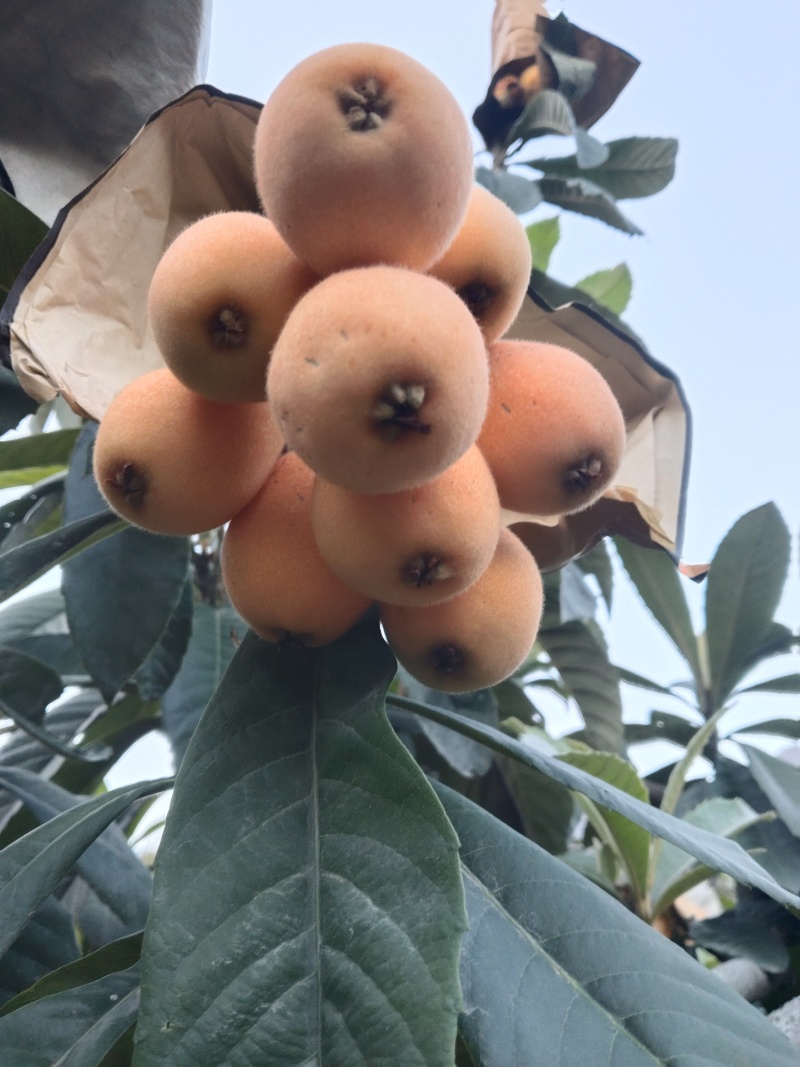 四川米易枇杷早钟