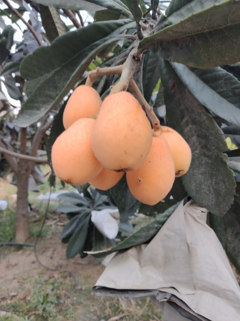 四川米易枇杷早钟