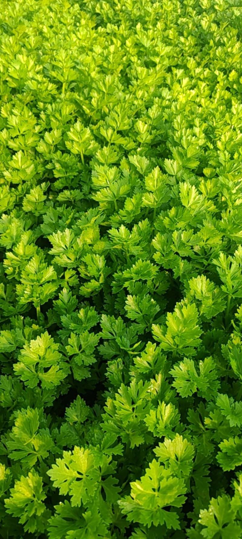 芹菜，小香芹，大量有货，品质保证，价格优惠