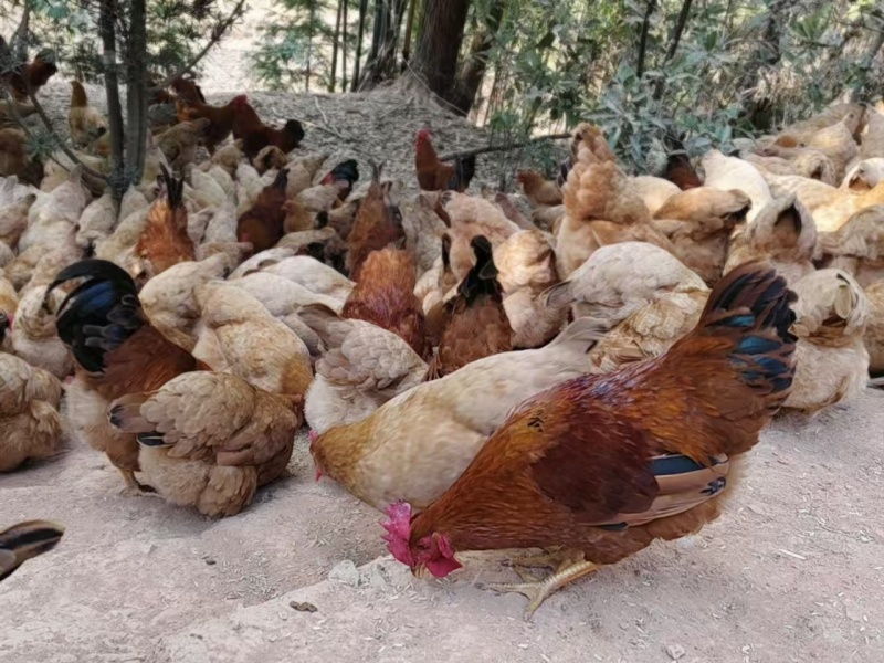 正宗纯稻谷喂养走地鸡
