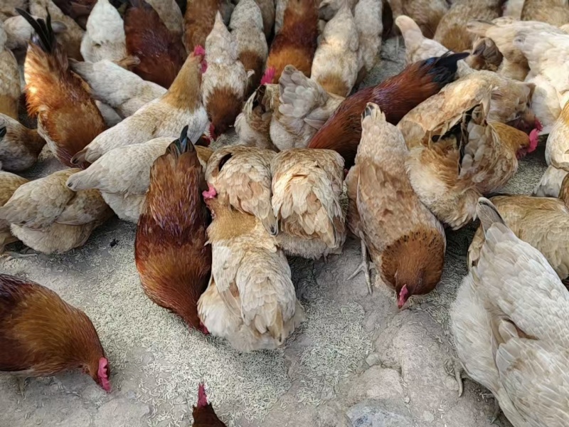 正宗纯稻谷喂养走地鸡