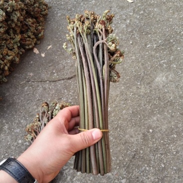 贵州蕨菜保持每天出货鲜货