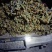 贵州蕨菜保持每天出货鲜货