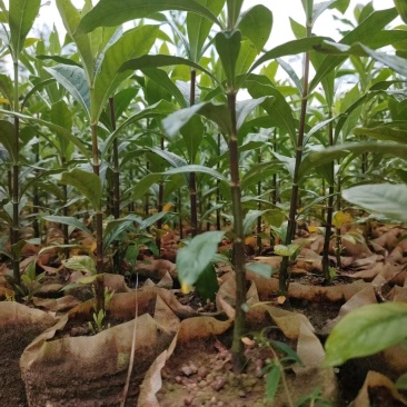 黄栀子药用栀子大杯苗种植成活率高保质保量基地直发