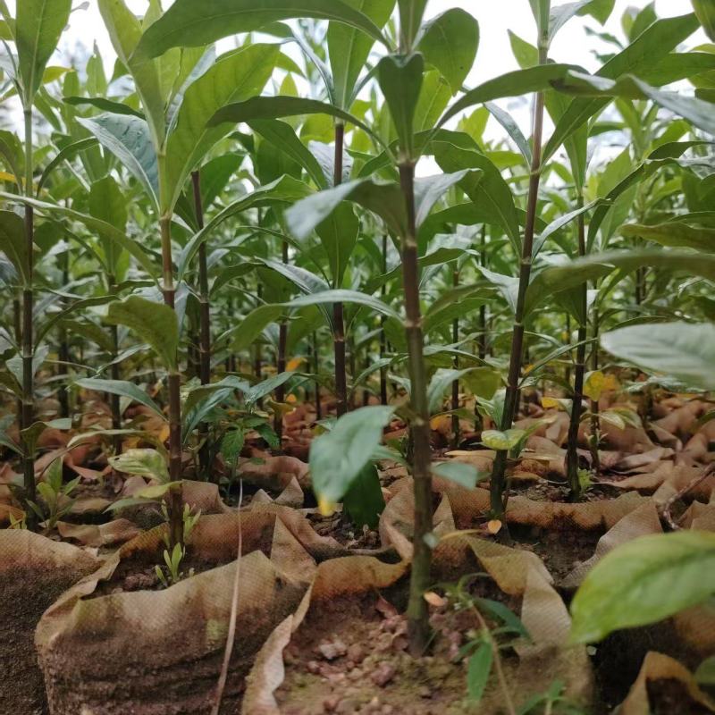 黄栀子药用栀子大杯苗种植成活率高保质保量基地直发