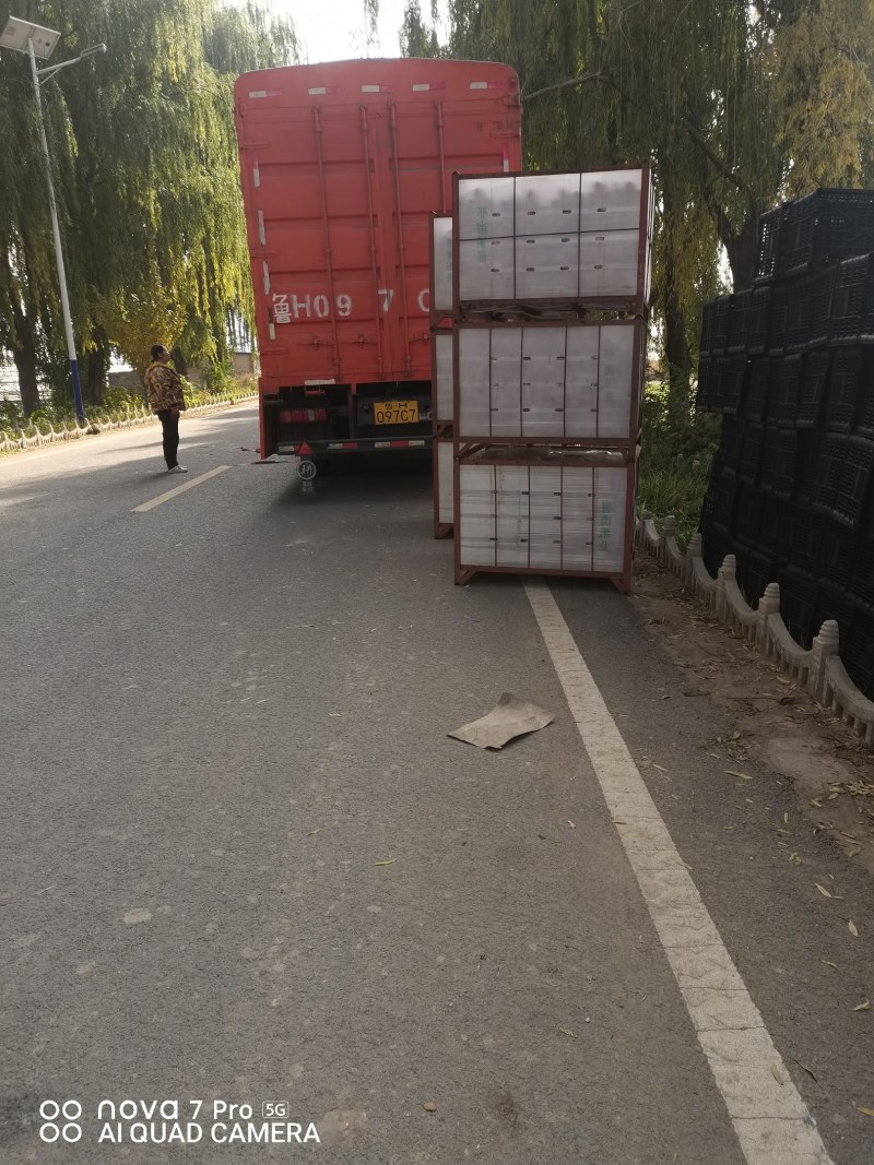甘肃光果，纯商品