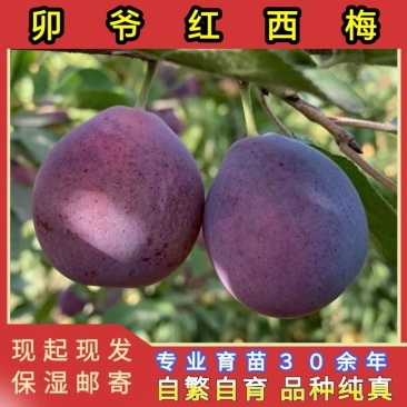 卯爷西梅苗品种纯真基地直发根系发达成活率高死苗补发