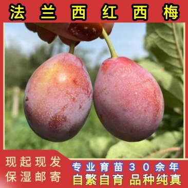 法兰西西梅苗品种纯真基地现起现发根系发达成活率高
