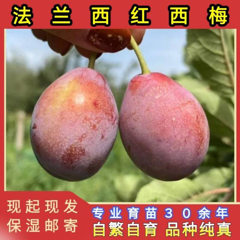 法兰西西梅苗品种纯真基地现起现发根系发达成活率高