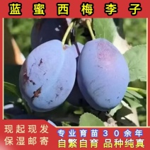蓝蜜西梅苗品种纯真基地现起现发货根系发达成活率高