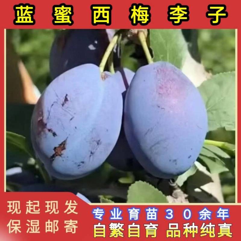 蓝蜜西梅苗品种纯真基地现起现发货根系发达成活率高