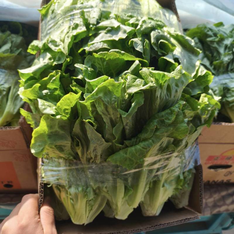 生菜/意大利生菜/新老品种生菜/大叶生菜