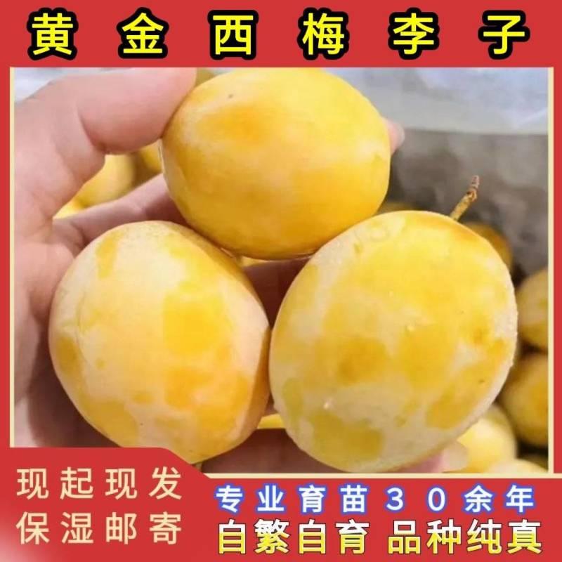 贝欧力克黄金西梅苗品种纯真基地现起现发成活率高