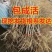 果桑树苗，基地直发，假一赔十，欢迎实地考察，签约合同种植