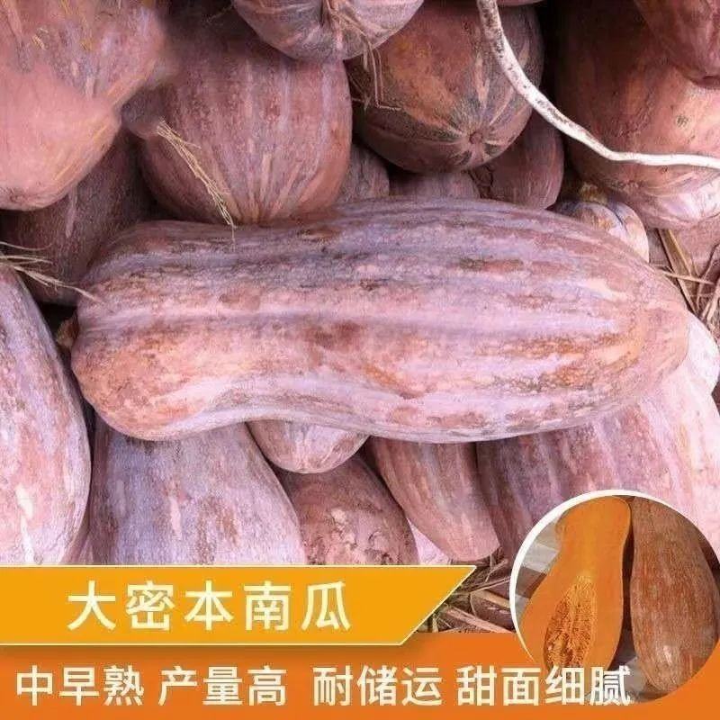 海南澄迈蜜本南瓜。大量有货，全国发货，欢迎进店购买。