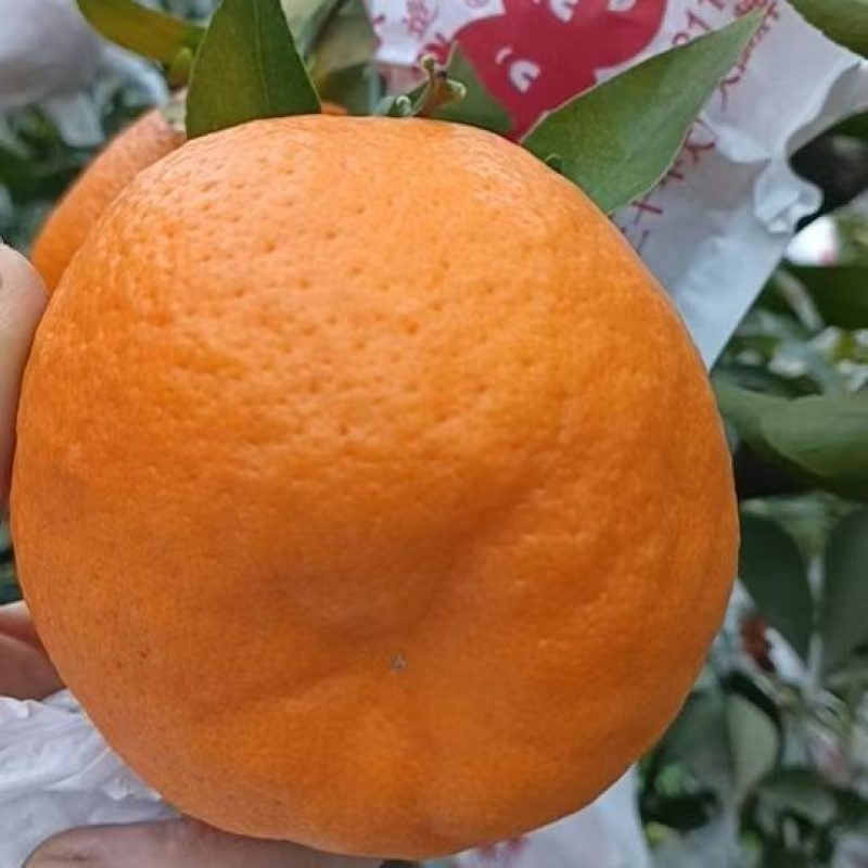 春见粑粑柑