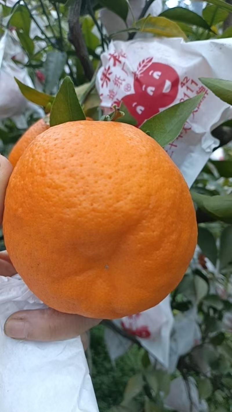 春见粑粑柑