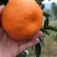 春见粑粑柑