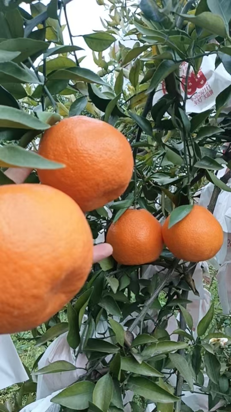春见粑粑柑