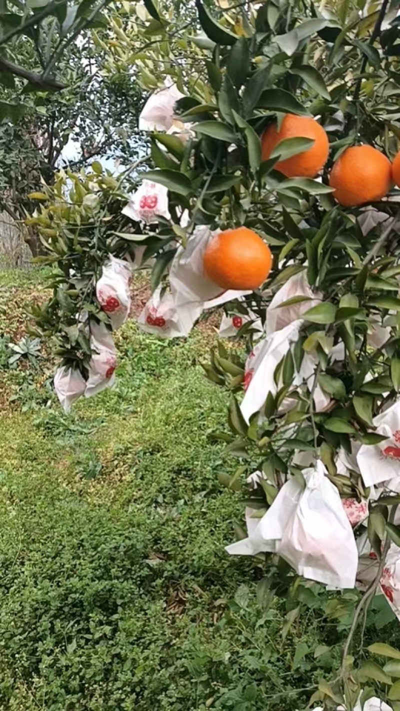 春见粑粑柑