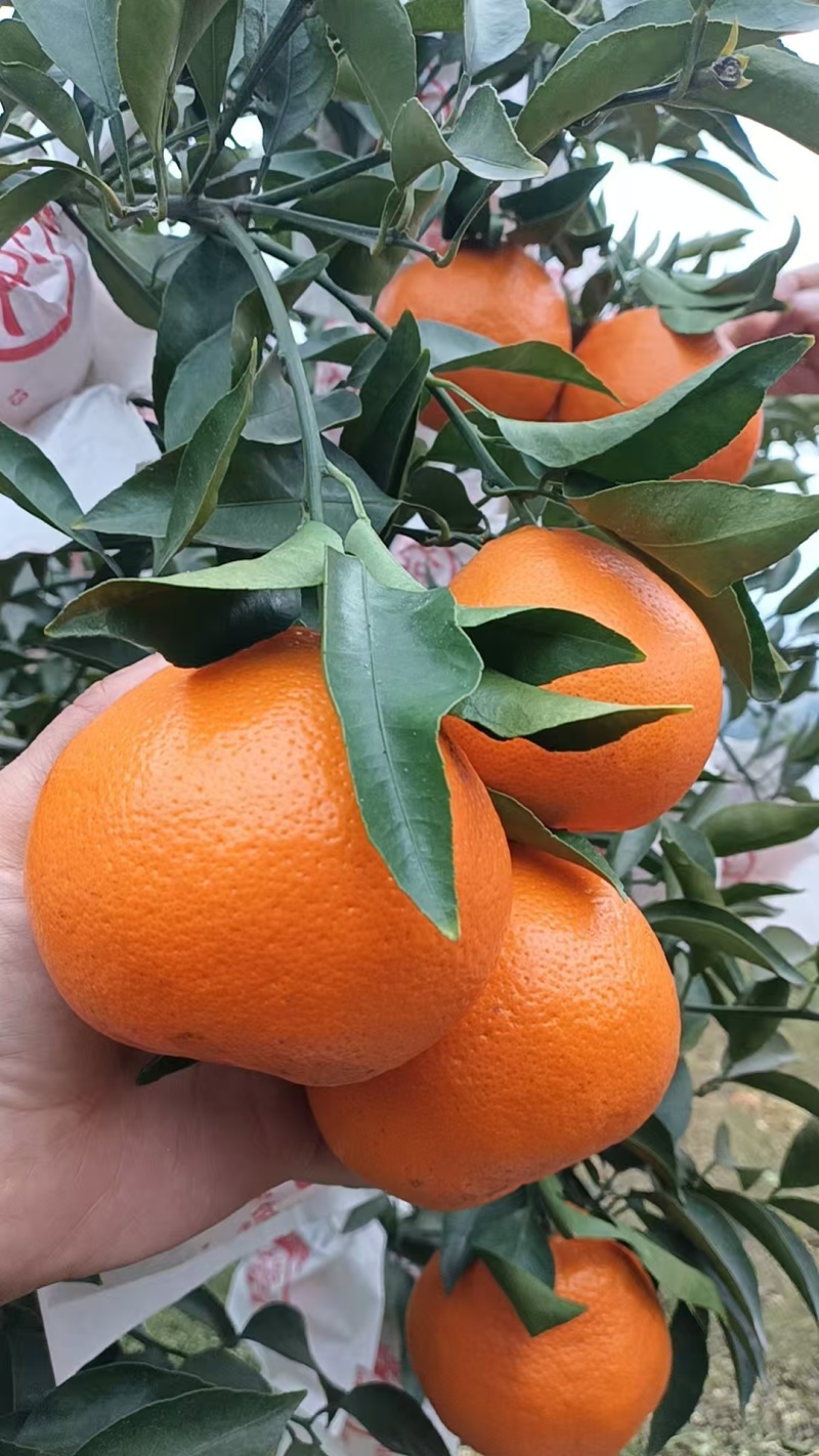 春见粑粑柑