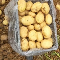 湖北精品黄心土豆大量上市品质保证量大从优一手货源